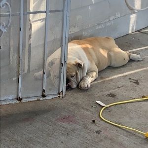 Meet your Posher, Albert